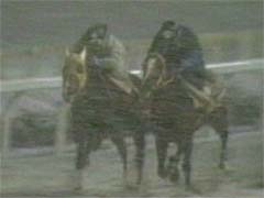 ��̐���l�C�e�B�u�n�[�g�Ƃ̍��킹�n